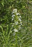 Eastern Prairie Fringed Orchid, Platanthera leucophaea