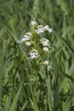 Eastern Prairie Fringed Orchid, Platanthera leucophaea