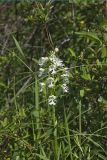 Eastern Prairie Fringed Orchid, Platanthera leucophaea