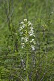 Eastern Prairie Fringed Orchid, Platanthera leucophaea