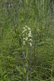 Eastern Prairie Fringed Orchid, Platanthera leucophaea