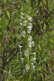 Eastern Prairie Fringed Orchid, Platanthera leucophaea