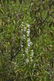 Eastern Prairie Fringed Orchid, Platanthera leucophaea