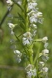 Eastern Prairie Fringed Orchid, Platanthera leucophaea