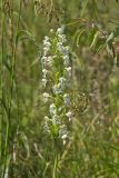 Eastern Prairie Fringed Orchid, Platanthera leucophaea