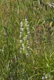 Eastern Prairie Fringed Orchid, Platanthera leucophaea