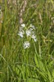Eastern Prairie Fringed Orchid, Platanthera leucophaea