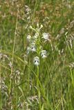 Eastern Prairie Fringed Orchid, Platanthera leucophaea