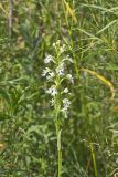 Eastern Prairie Fringed Orchid, Platanthera leucophaea