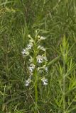 Eastern Prairie Fringed Orchid, Platanthera leucophaea