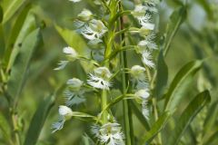 Eastern Prairie Fringed Orchid, Platanthera leucophaea
