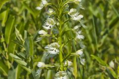 Eastern Prairie Fringed Orchid, Platanthera leucophaea