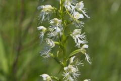 Eastern Prairie Fringed Orchid, Platanthera leucophaea
