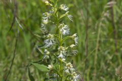 Eastern Prairie Fringed Orchid, Platanthera leucophaea