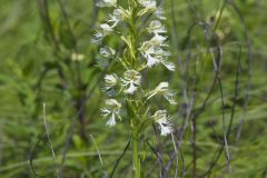 Eastern Prairie Fringed Orchid, Platanthera leucophaea