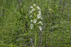 Eastern Prairie Fringed Orchid, Platanthera leucophaea