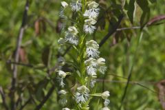 Eastern Prairie Fringed Orchid, Platanthera leucophaea