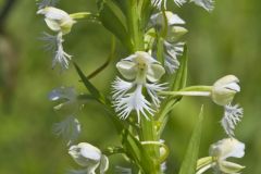 Eastern Prairie Fringed Orchid, Platanthera leucophaea