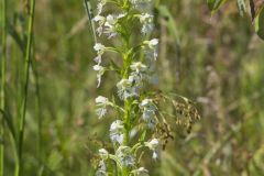 Eastern Prairie Fringed Orchid, Platanthera leucophaea