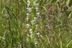 Eastern Prairie Fringed Orchid, Platanthera leucophaea