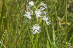 Eastern Prairie Fringed Orchid, Platanthera leucophaea