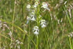 Eastern Prairie Fringed Orchid, Platanthera leucophaea