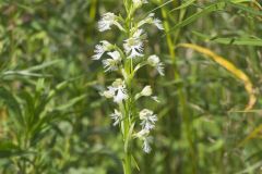 Eastern Prairie Fringed Orchid, Platanthera leucophaea