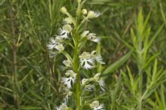 Eastern Prairie Fringed Orchid, Platanthera leucophaea