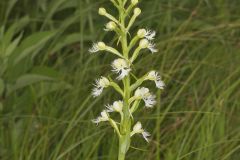Eastern Prairie Fringed Orchid, Platanthera leucophaea