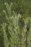 Eastern Prairie Marbleseed, Lithospermum parviflorum