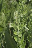 Eastern Prairie Marbleseed, Lithospermum parviflorum