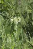 Eastern Prairie Marbleseed, Lithospermum parviflorum