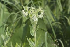 Eastern Prairie Marbleseed
