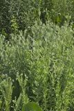 Eastern Prairie Marbleseed, Lithospermum parviflorum