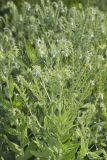 Eastern Prairie Marbleseed, Lithospermum parviflorum