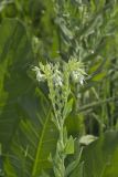 Eastern Prairie Marbleseed, Lithospermum parviflorum
