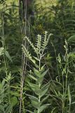 Eastern Prairie Marbleseed, Lithospermum parviflorum