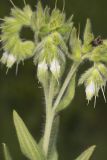 Eastern Prairie Marbleseed, Lithospermum parviflorum