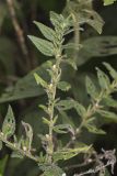 Eastern Prairie Marbleseed, Lithospermum parviflorum