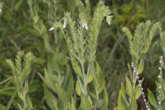 Eastern Prairie Marbleseed, Lithospermum parviflorum
