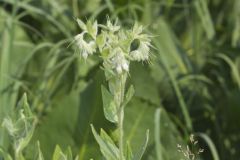 Eastern Prairie Marbleseed, Lithospermum parviflorum