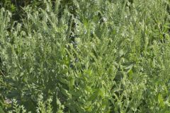 Eastern Prairie Marbleseed, Lithospermum parviflorum