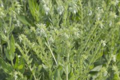 Eastern Prairie Marbleseed, Lithospermum parviflorum