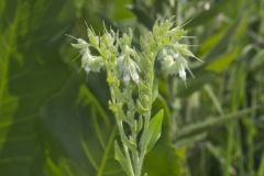Eastern Prairie Marbleseed, Lithospermum parviflorum