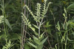 Eastern Prairie Marbleseed, Lithospermum parviflorum