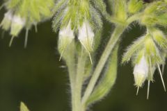 Eastern Prairie Marbleseed, Lithospermum parviflorum