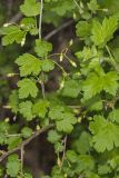 Eastern Prickly Gooseberry, Ribes cynosbati