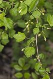 Eastern Prickly Gooseberry, Ribes cynosbati