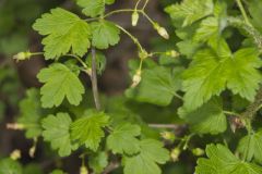 Eastern Prickly Gooseberry, Ribes cynosbati