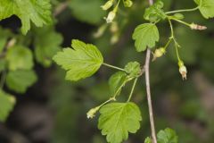 Eastern Prickly Gooseberry, Ribes cynosbati